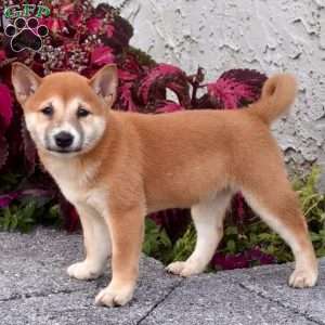 Adele, Shiba Inu Puppy